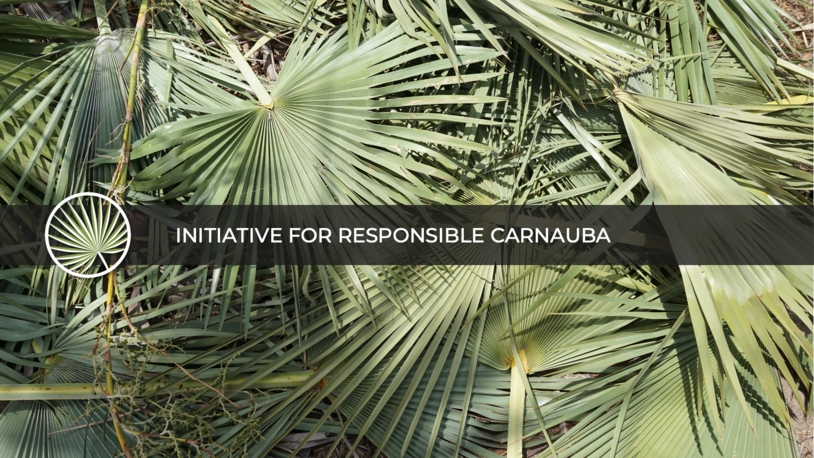 Initiative for Responsible Carnauba